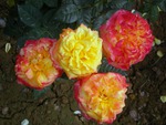 Roses rainbow