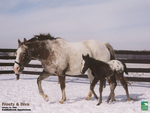 horses in the winter