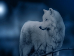 White Wolf at Night