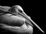 Pelican