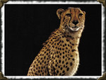 Acinonyx Jubatus - Cheetah 