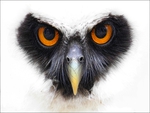 Spectacled-owl