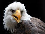 bald-eagle2