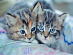 Cute Kittens