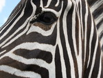 Zebra Face