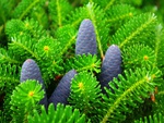 pine cones