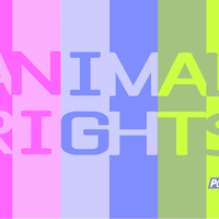 Animal Rights