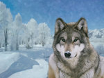 winter wolf