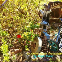 Backyard Photography