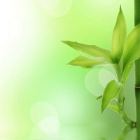 Green Bamboo Wallpapers