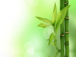Green Bamboo Wallpapers