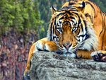 beautiful tiger