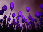 Purple Tulips for Your Eyes Luiza