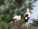 *â–â€  white stork couple â€áƒ¦*