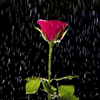 Red Rose In The Rain