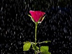 Red Rose In The Rain