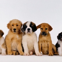 Cute Puppies