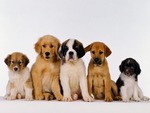 Cute Puppies