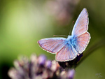 Pink and Blue Butterfly