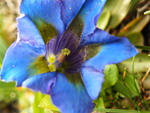 ..Gentiana..