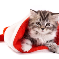 Christmas Cat