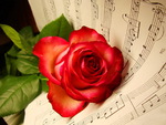 Music rose