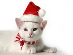 Christmas Kitten