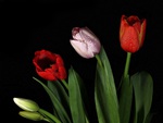 tulips for Red_Tulip