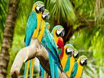 parrots_on_tree-wide