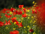Poppy Meadow