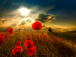 Field Of Poppies