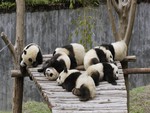 lazy pandas