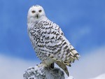 snow owl