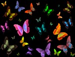 Butterflies