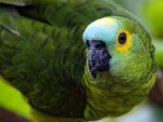 Blue Fronted Parrot