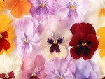 Pansy Collage