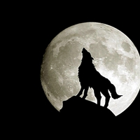 Wolf - Full Moon