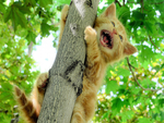 Cute kitty in tree