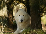 â™¥ The White Wolf â™¥