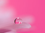 Pink Drop