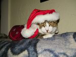 Santa Cat