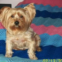 Happy Yorkie