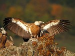 The Griffon Vulture