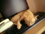 sleeping cat!