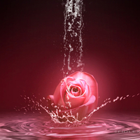 pink rose in the water