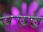 Purple Petal Drops