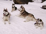 husky family