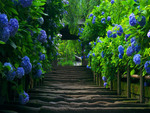 Path with hydrangeas