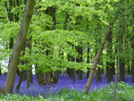 bluebell forest