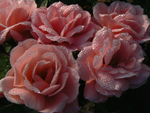 Dewdrop Roses